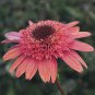 'Raspberry Truffle' Echinacea Coneflowers 200 Seeds