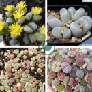 Mixed 9 Types of Lithops Conophytum 20 Seeds