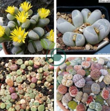 Mixed 9 Types of Lithops Conophytum 20 Seeds