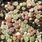 Mixed 9 Types of Lithops Conophytum 20 Seeds