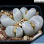 Mixed 9 Types of Lithops Conophytum 20 Seeds