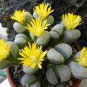 Mixed 9 Types of Lithops Conophytum 20 Seeds
