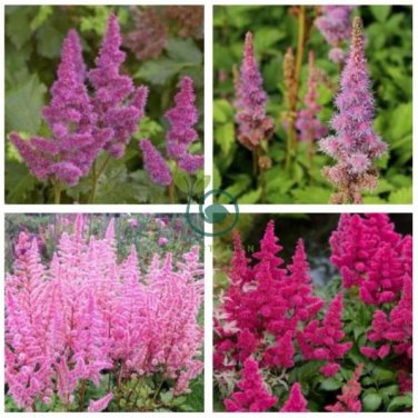 Mixed 9 Colors Astilbe Chinensis 200 Seeds