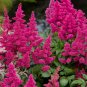 Mixed 9 Colors Astilbe Chinensis 200 Seeds