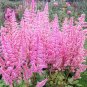 Mixed 9 Colors Astilbe Chinensis 200 Seeds
