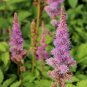 Mixed 9 Colors Astilbe Chinensis 200 Seeds