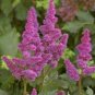 Mixed 9 Colors Astilbe Chinensis 200 Seeds