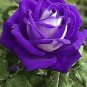 Rose Bonsai Purple Rose with White Red Edge Bonsai Flower 200 Seeds