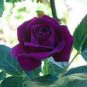 Rose Bonsai Purple Rose with White Red Edge Bonsai Flower 200 Seeds