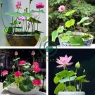 lotus bowl lotus water lily 10 seeds