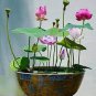 lotus bowl lotus water lily 10 seeds