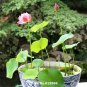 lotus bowl lotus water lily 10 seeds