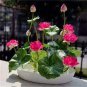 lotus bowl lotus water lily 10 seeds