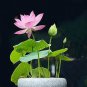 lotus bowl lotus water lily 10 seeds