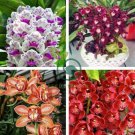Cymbidium orchid Cymbidium 200 seeds