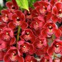 Cymbidium orchid Cymbidium 200 seeds