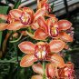 Cymbidium orchid Cymbidium 200 seeds