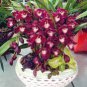 Cymbidium orchid Cymbidium 200 seeds