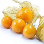 Physalis Peruviana Delicious Fruit Golden Berry 200 Seeds