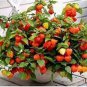 Physalis Peruviana Delicious Fruit Golden Berry 200 Seeds