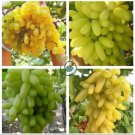 Golden Green Sweet Grape Organic 30 Seeds