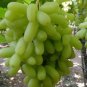 Golden Green Sweet Grape Organic 30 Seeds