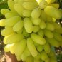 Golden Green Sweet Grape Organic 30 Seeds