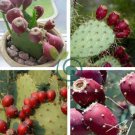 Rare Green Cactus with red flowers Prickly Pear Succulent Plants 20 Seeds