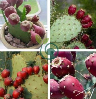Rare Green Cactus with red flowers Prickly Pear Succulent Plants 20 Seeds
