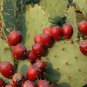 Rare Green Cactus with red flowers Prickly Pear Succulent Plants 20 Seeds