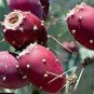 Rare Green Cactus with red flowers Prickly Pear Succulent Plants 20 Seeds