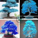 Rare Blue Maple Tree 20 Seeds