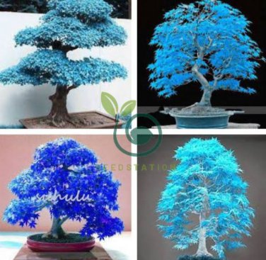 Rare Blue Maple Tree 20 Seeds