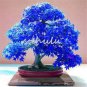 Rare Blue Maple Tree 20 Seeds