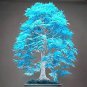 Rare Blue Maple Tree 20 Seeds
