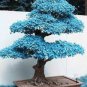 Rare Blue Maple Tree 20 Seeds