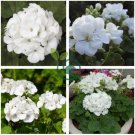 Geranium Maverick White Perennial Flower 20 Seeds
