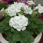 Geranium Maverick White Perennial Flower 20 Seeds