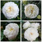 Imported Claire Austin Rare White Shrub Rose Flower 100 Seeds
