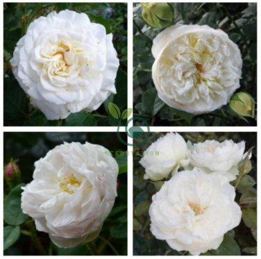 Imported Claire Austin Rare White Shrub Rose Flower 100 Seeds