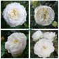 Imported Claire Austin Rare White Shrub Rose Flower 100 Seeds