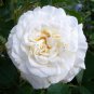 Imported Claire Austin Rare White Shrub Rose Flower 100 Seeds