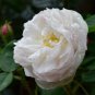 Imported Claire Austin Rare White Shrub Rose Flower 100 Seeds