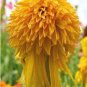 Rare Pineapple Sundae Echinacea Coneflowers 200 Seeds