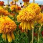 Rare Pineapple Sundae Echinacea Coneflowers 200 Seeds