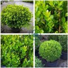 Wintergreen Boxwood Heirloom Perennial Ornamental Shrubs 100 Seeds