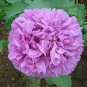 Peony Purple European Rose-typed Flower 10 Seeds