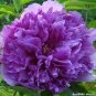 Peony Purple European Rose-typed Flower 10 Seeds