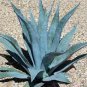 Agave tequilana 200 Seeds