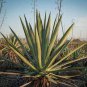 Agave tequilana 200 Seeds